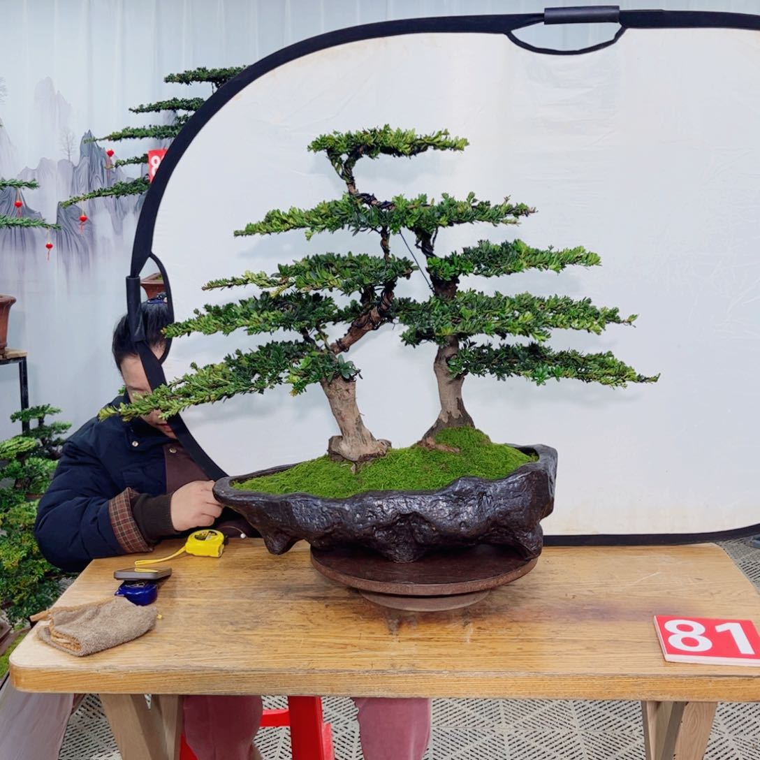 邯****司罗汉松造型盆景作品