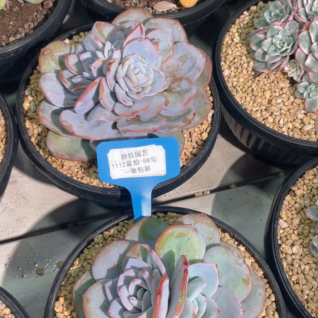 1112-58-分心韩版奶茶一颗量拍