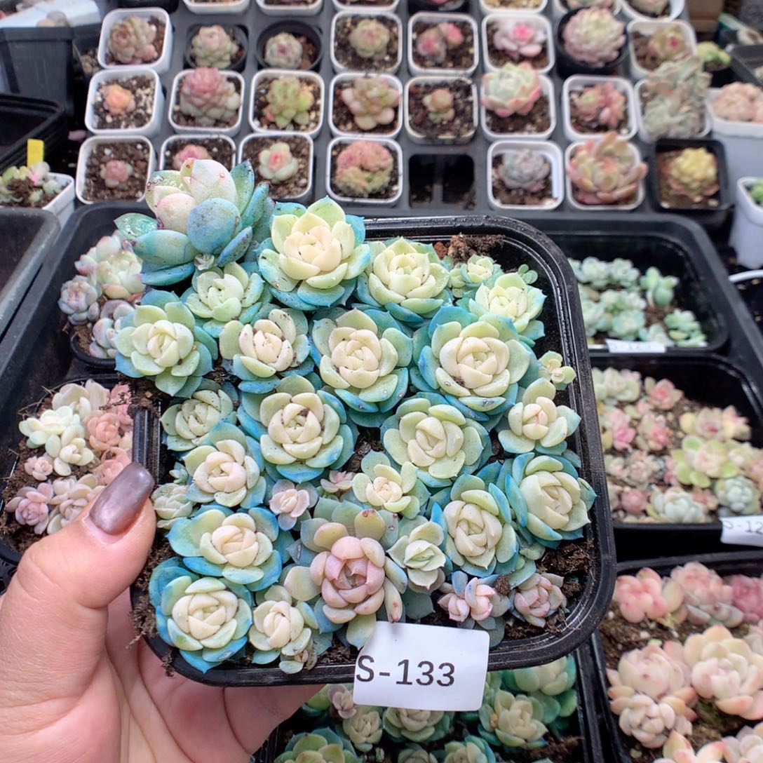 无花朵S133英语英语