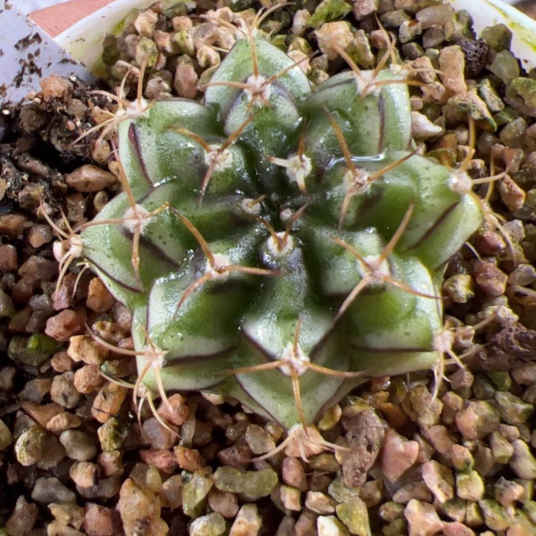 当前无花栽培后可以开花26