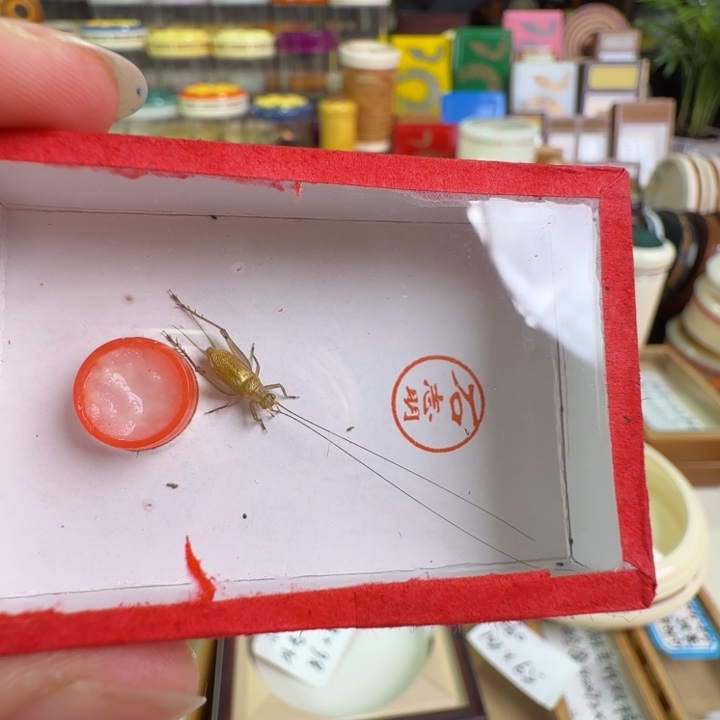 漂亮大黄龄一只合适