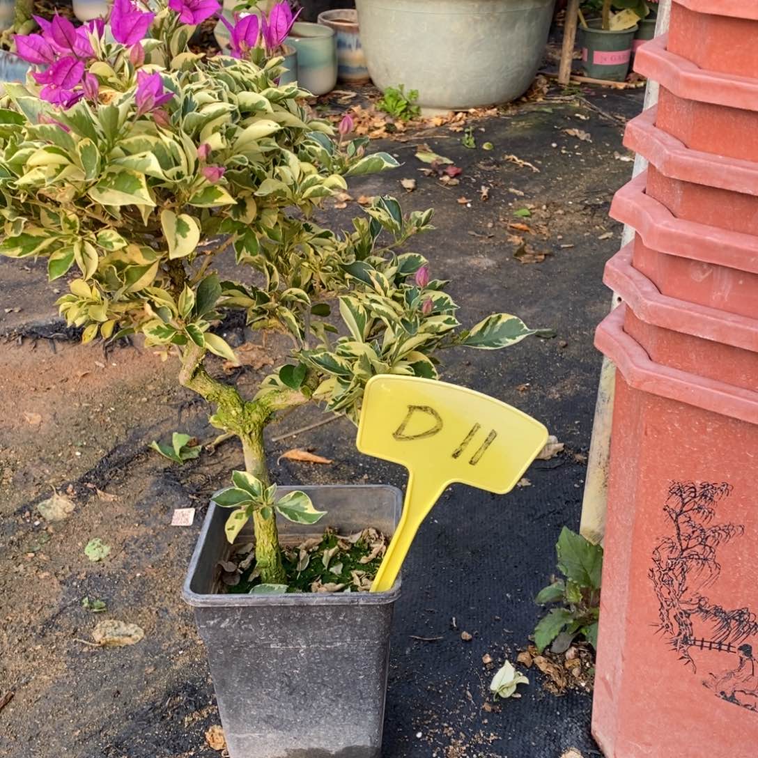 无花朵三角梅金边小叶紫D11