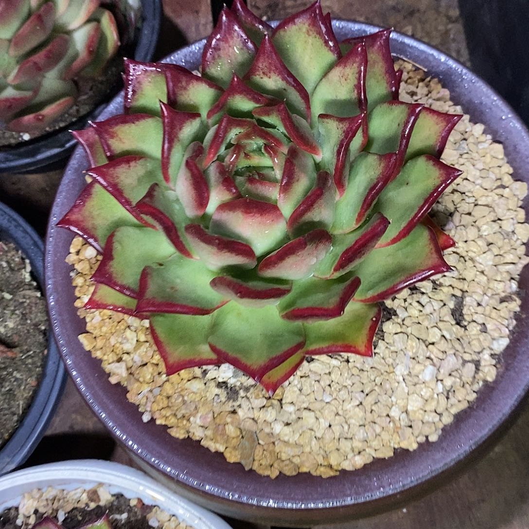 多肉植物原始种桃包
