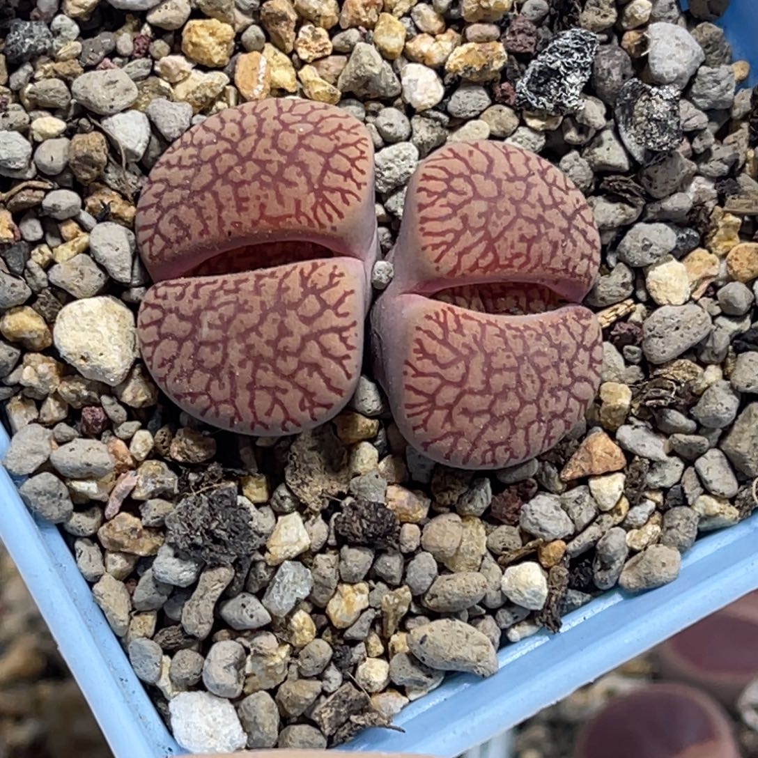 7268双头红流水1母本