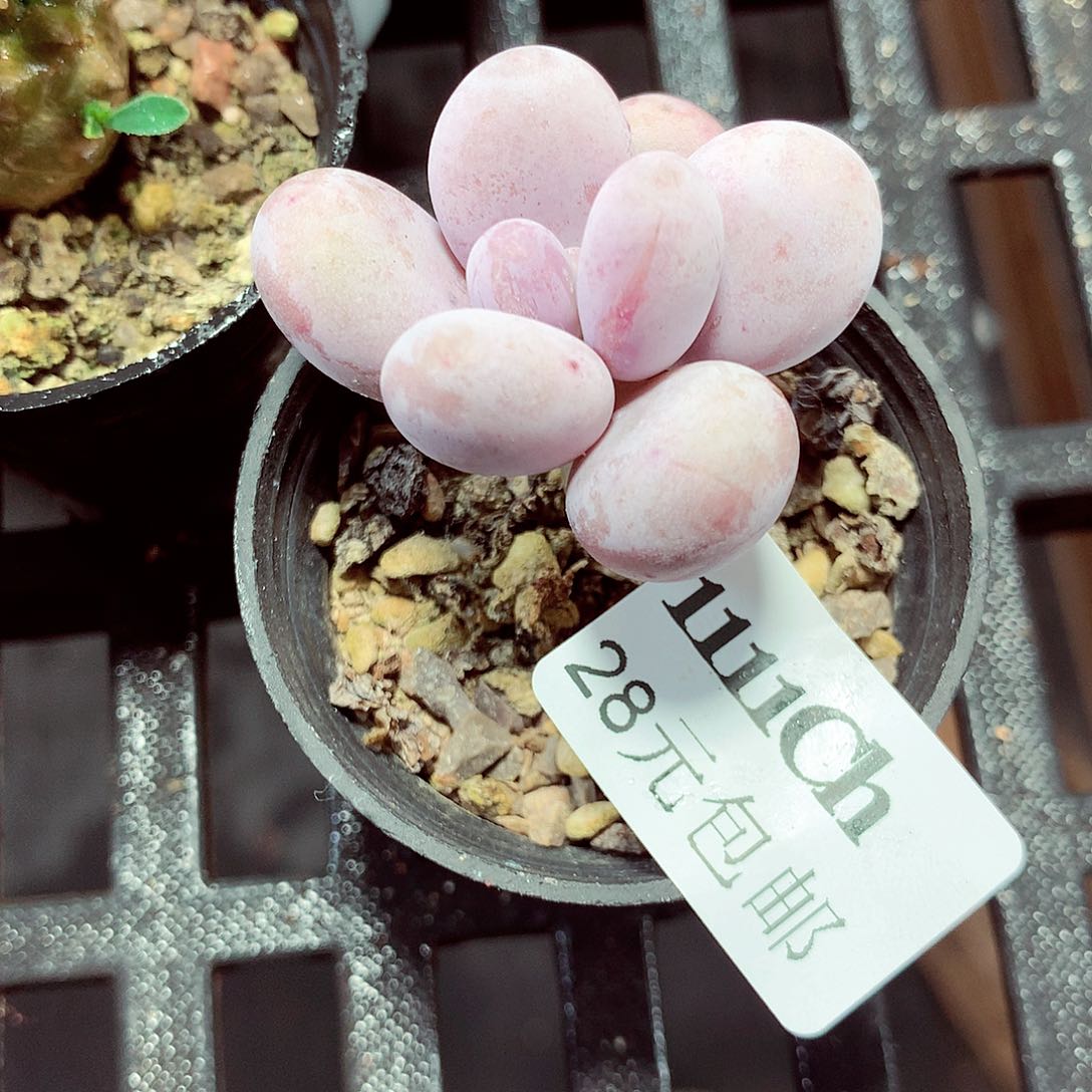 5厘米盆精控多肉1111