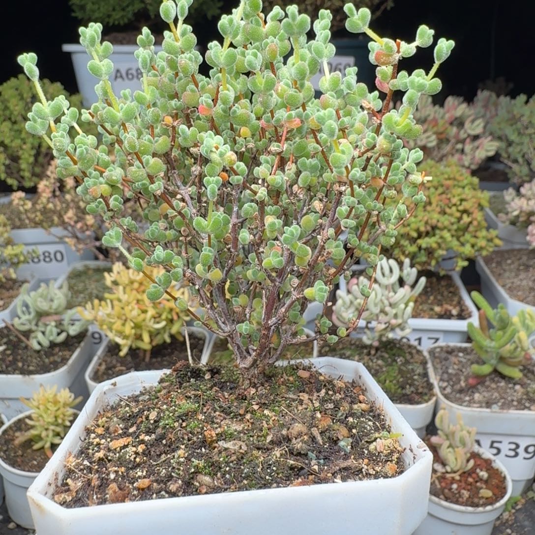 A064莱斯枝干一物一拍