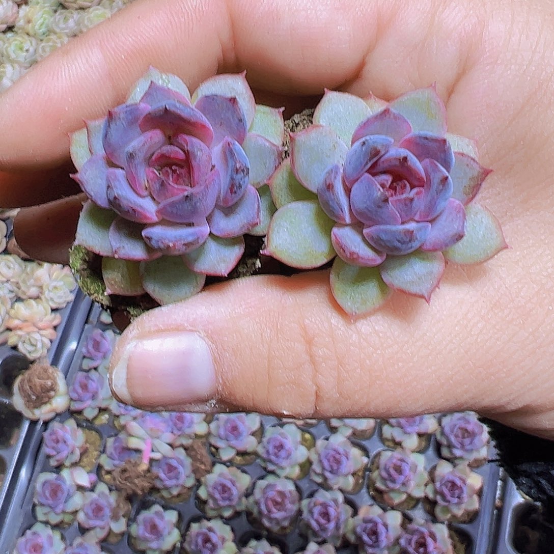 小蓝莓3个19包邮多肉植物