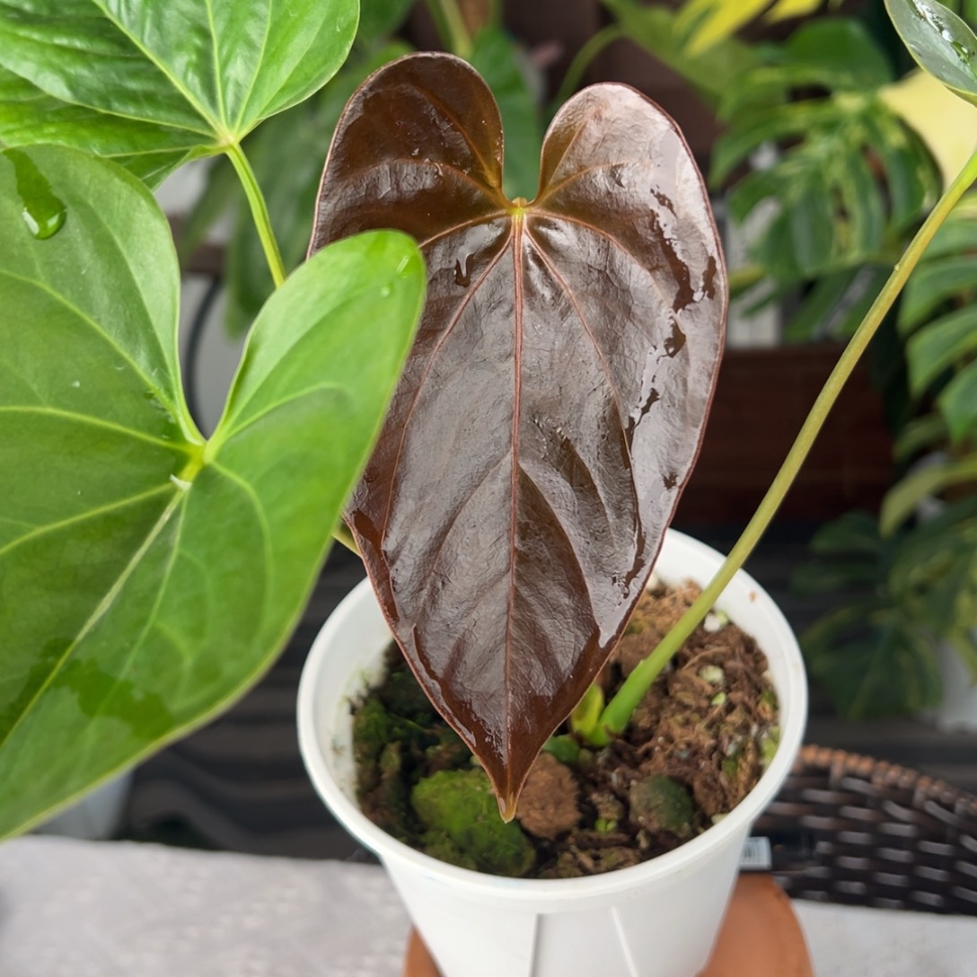 完全开放原种Am变色花烛