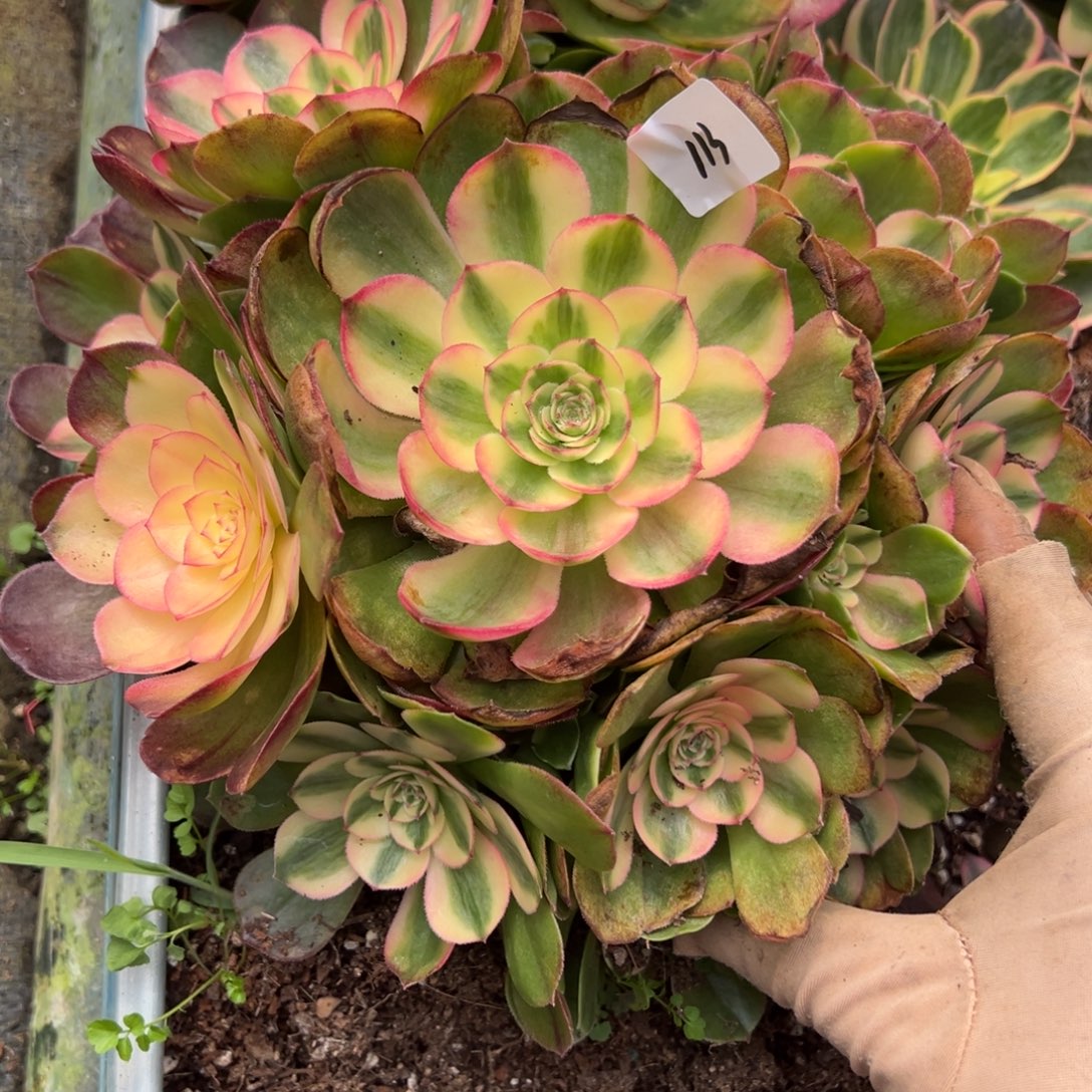 113蔷薇多肉嘻嘻嘻