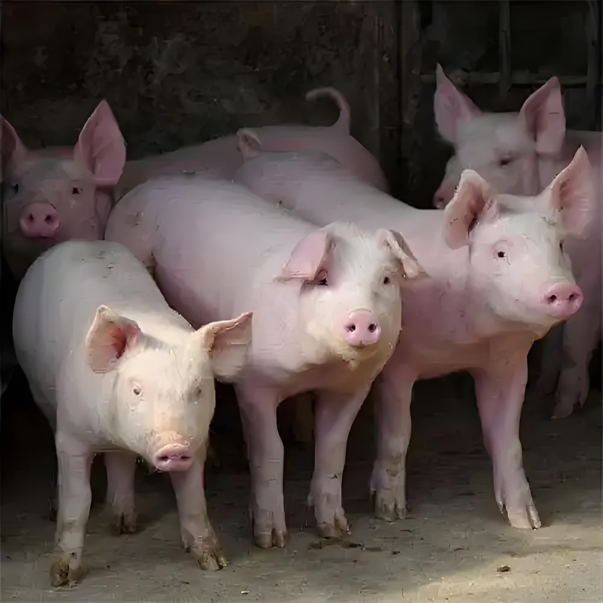 【混合土猪肉称重】农家熟食饲养土猪肉