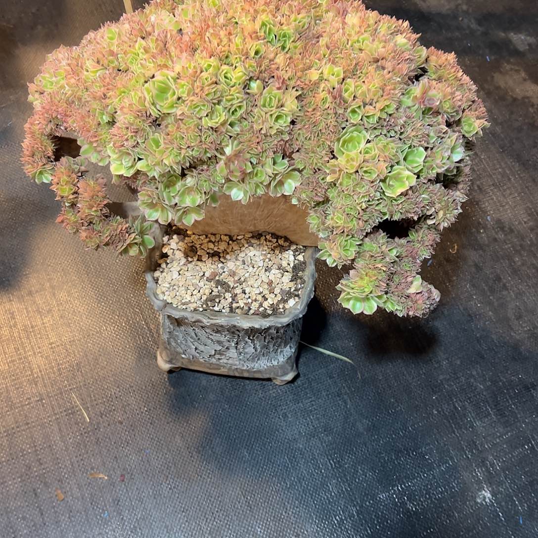 合***司女神整版缀化老桩厚板哪