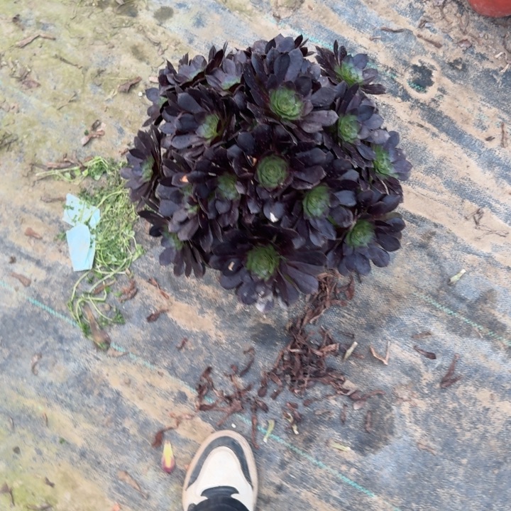 一单包邮不包侧枝2