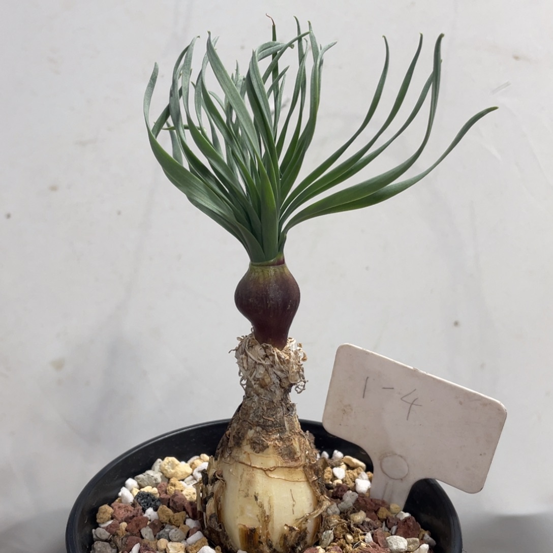 定养，GN弹簧草，一物一拍