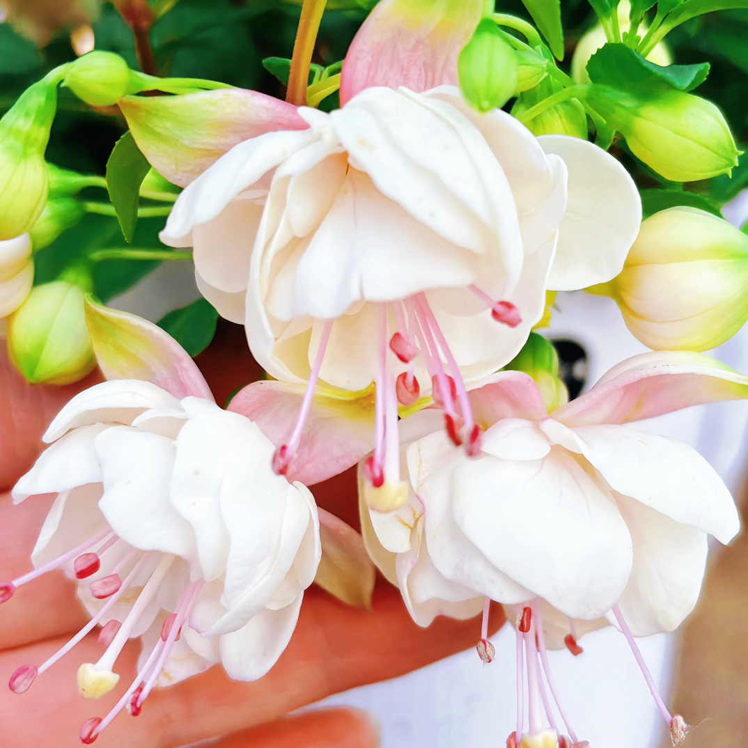 【灯笼花白雪公主】仙气耐热好看好养阳台庭院