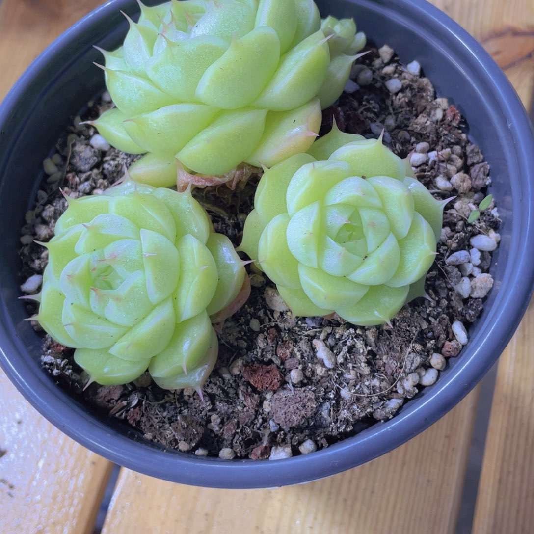 696号 睫毛大胖子麦秆