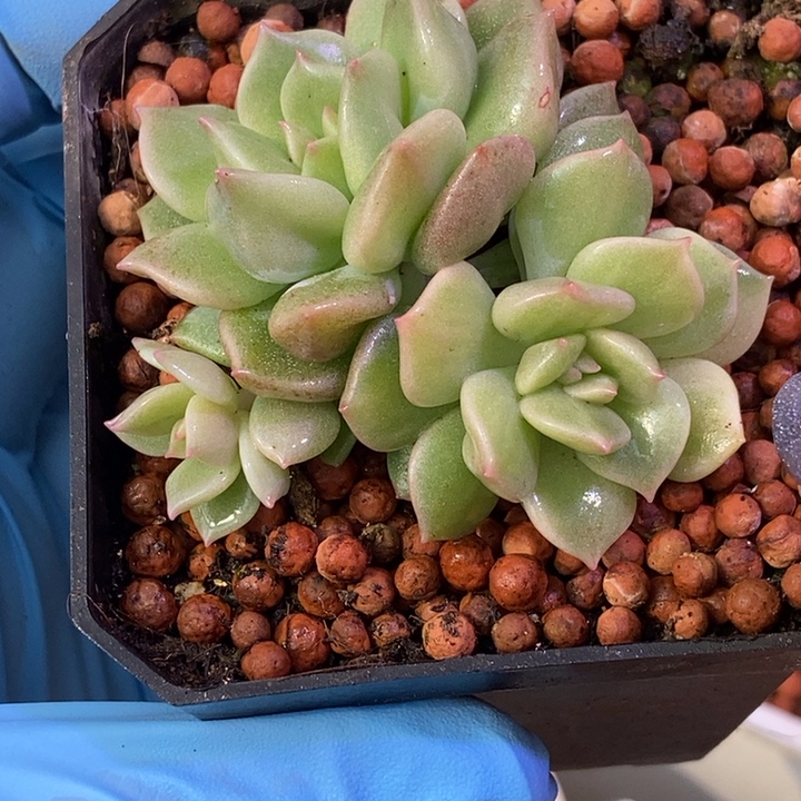 超奶锦多肉植物多肉植物