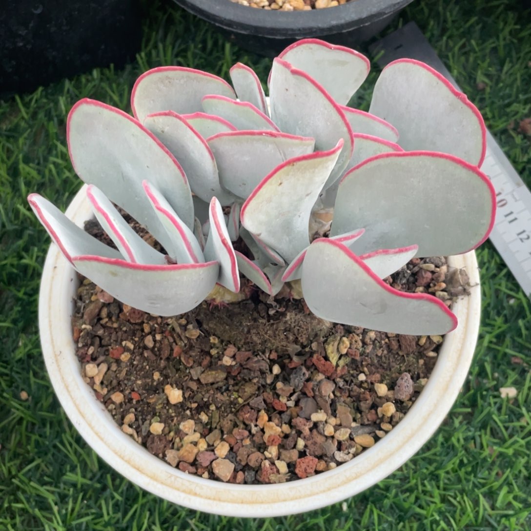 漫***慢白眉冠幅14 公分一物一拍