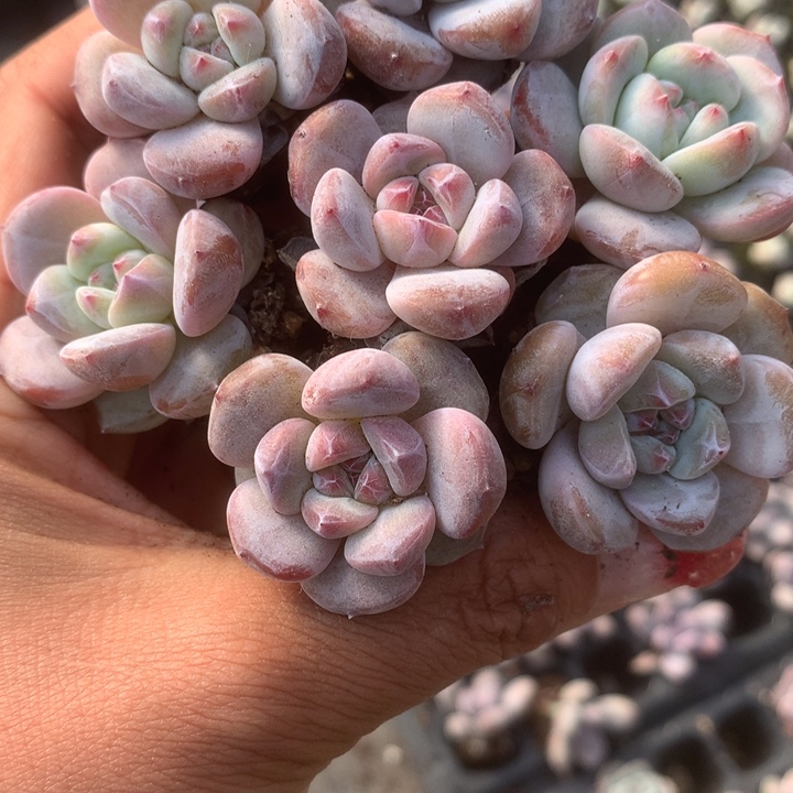 星影子7颗。包邮。多肉 