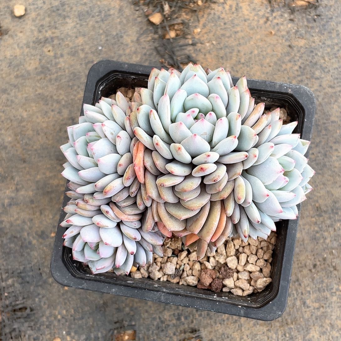 多肉植物多肉植物