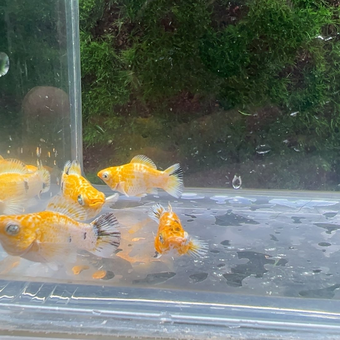 黑玛丽鱼鱼苗4条。  