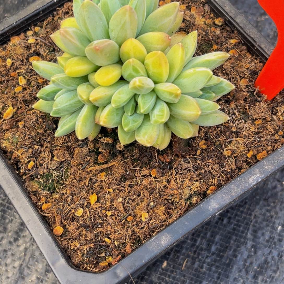 2508下午多肉植物群生