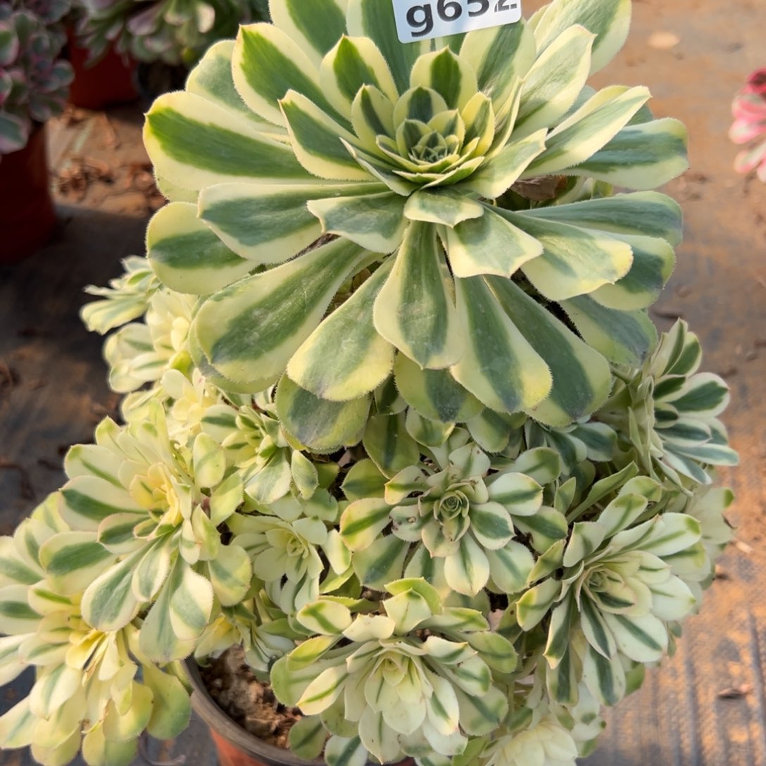 652白兰地，，满20包邮嘟叮熊