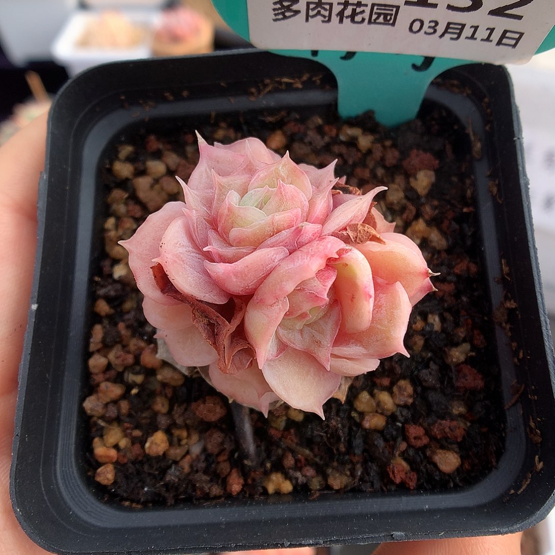 132双心昂斯诺石化多肉