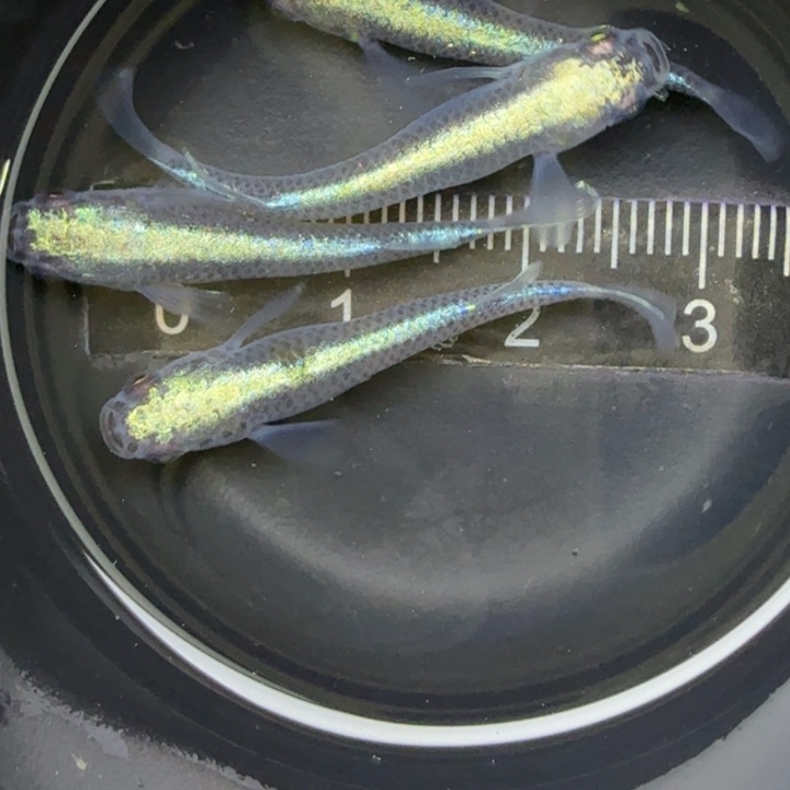 青鳉鱼黑干28号，买3送1