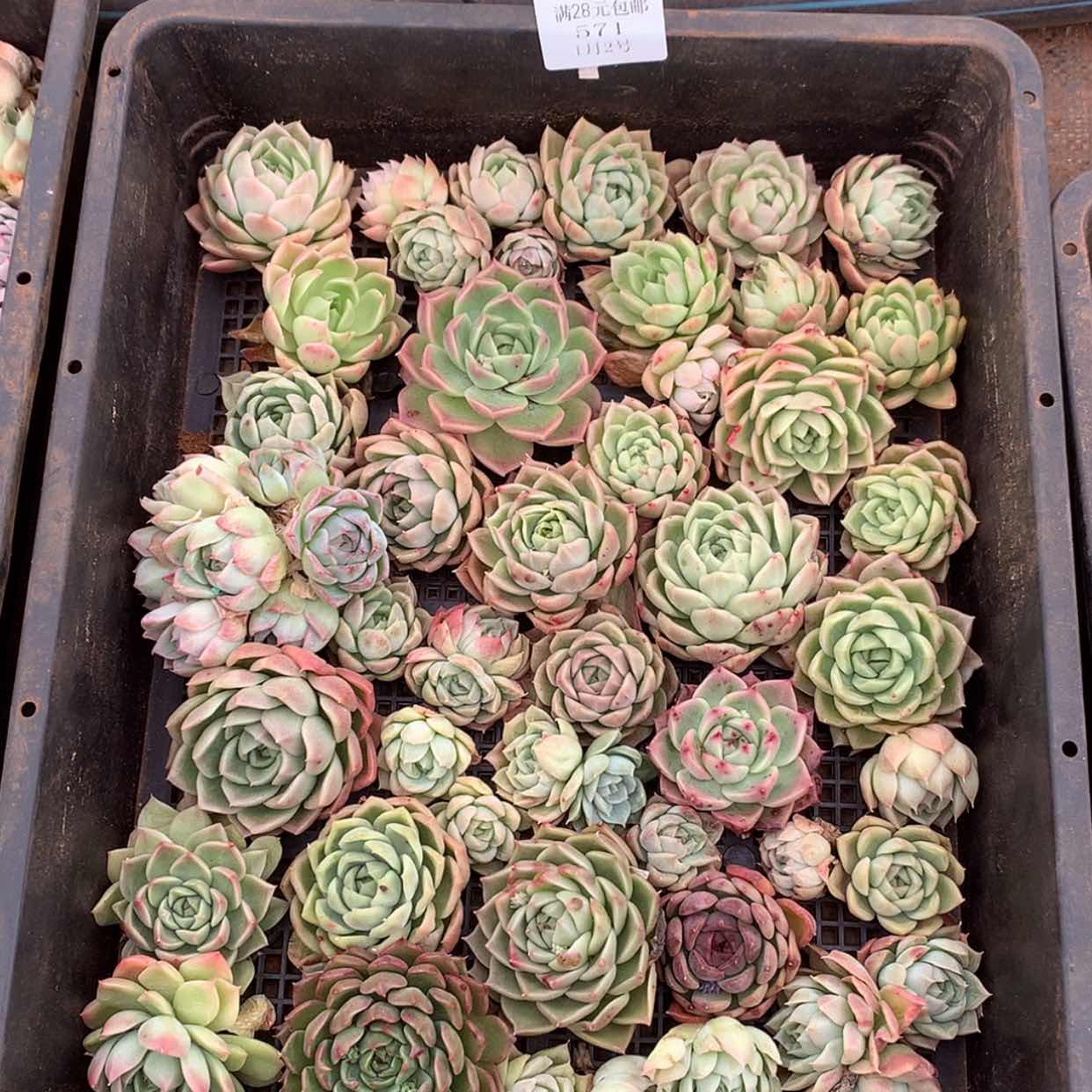 【闪购商品】云571号