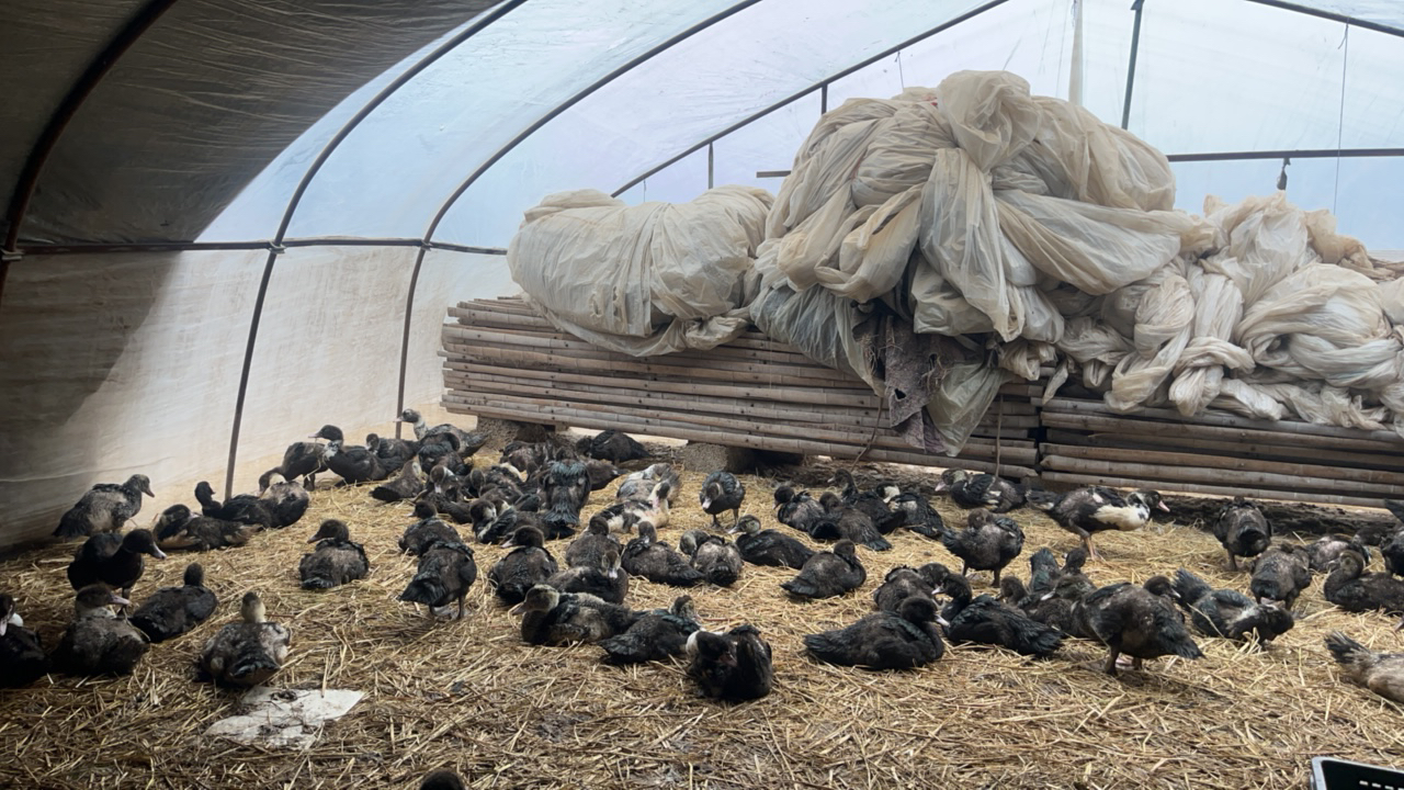 3-4斤番鸭鸳鸯鸭火鸭西洋鸭顺丰包邮