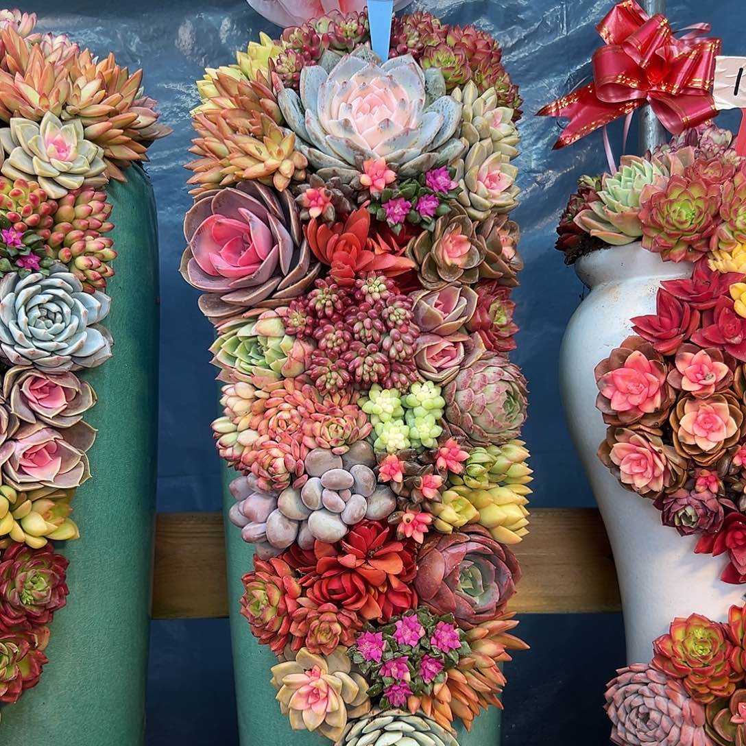 116大号福多肉组合花园