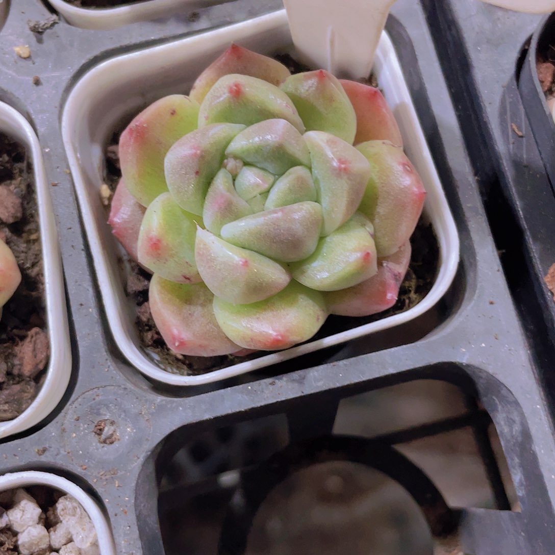 r*.格林童话w099一物一拍