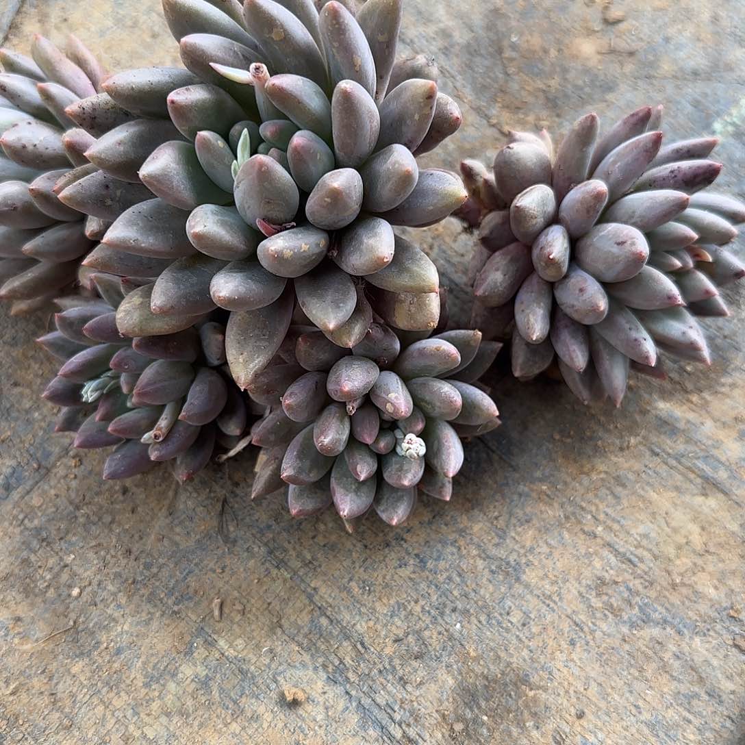 大*多肉植物美人系列