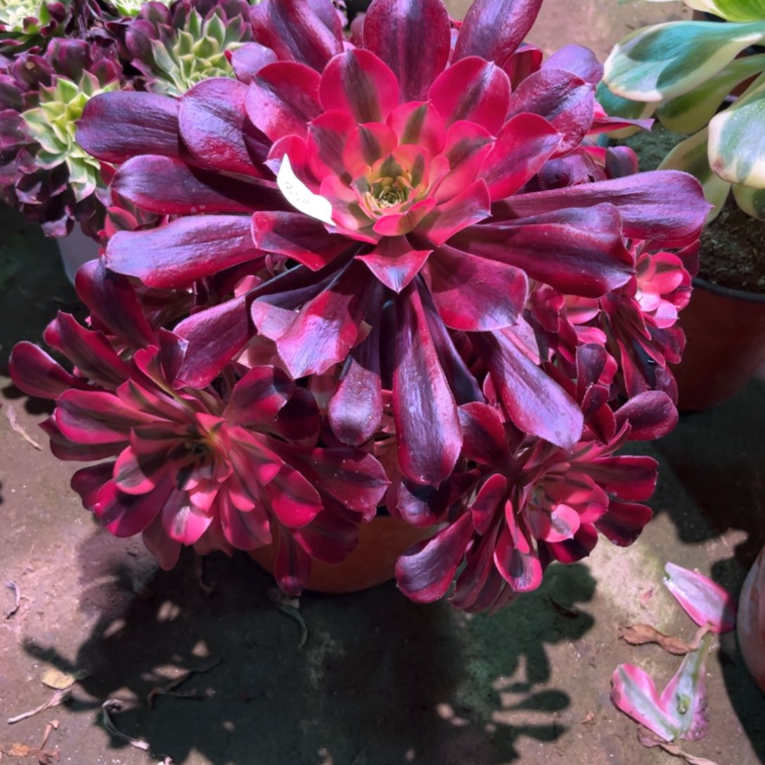 多肉植物美杜莎858