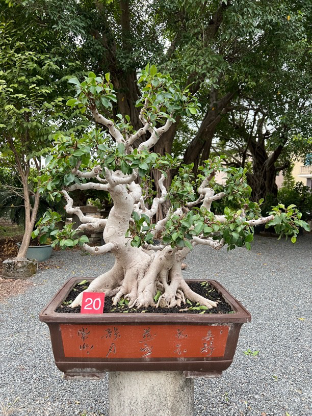 榕树盆景，白皮榕，老桩，盆上高度90高80宽。