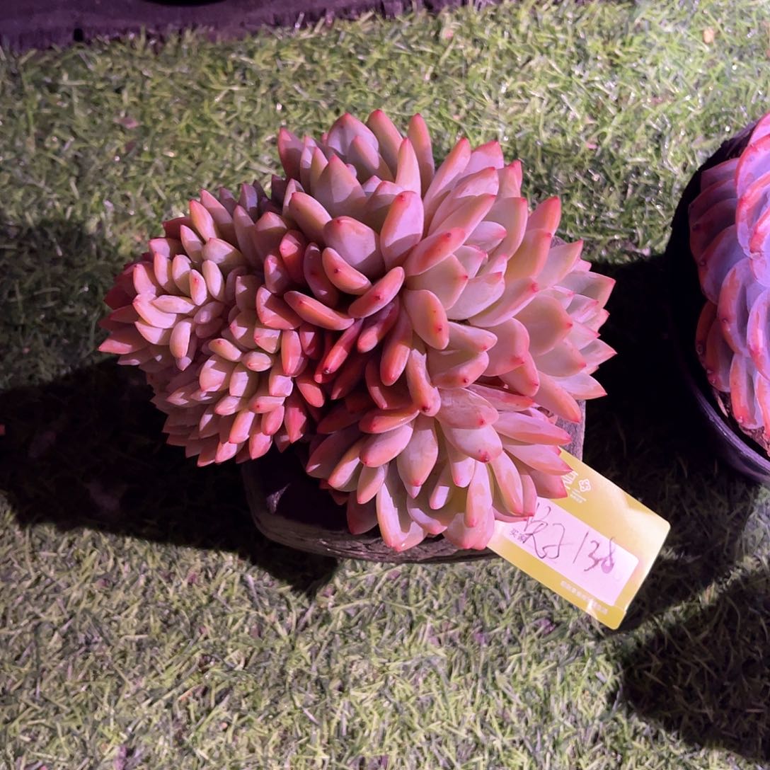 兔***家橙梦露缀化一颗