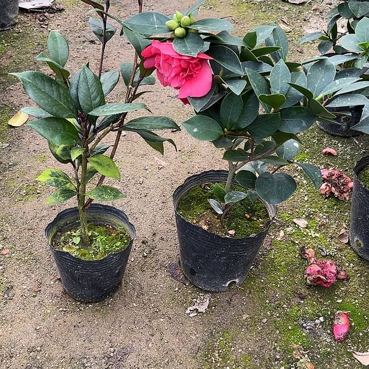 完全开放红贝加洐平