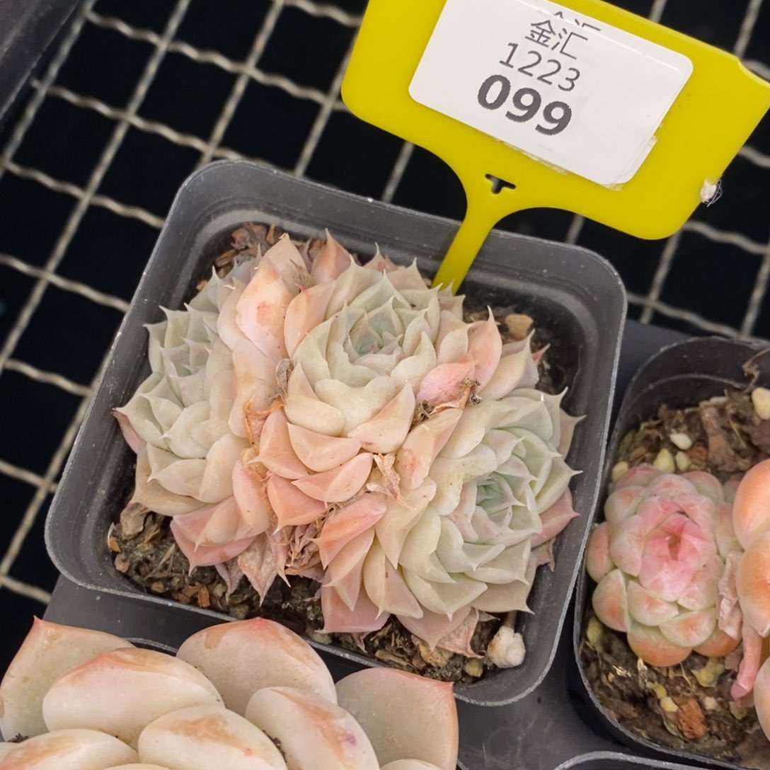 福利多多。1223099