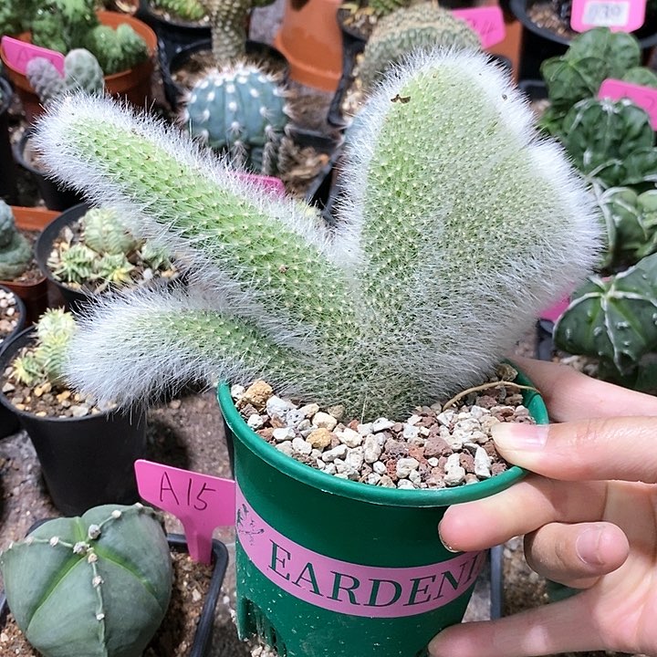 花花草草花花草草