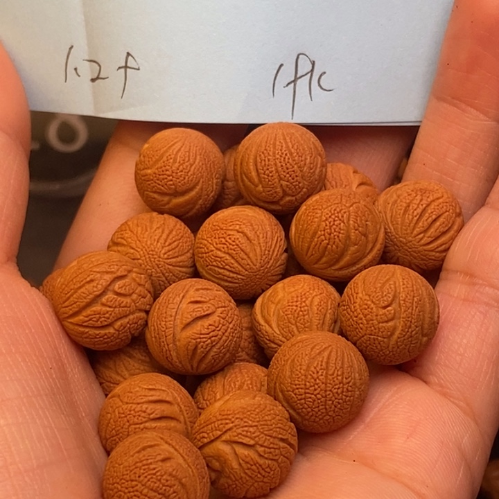 桃核吊坠秦岭龙纹桃核12尺寸