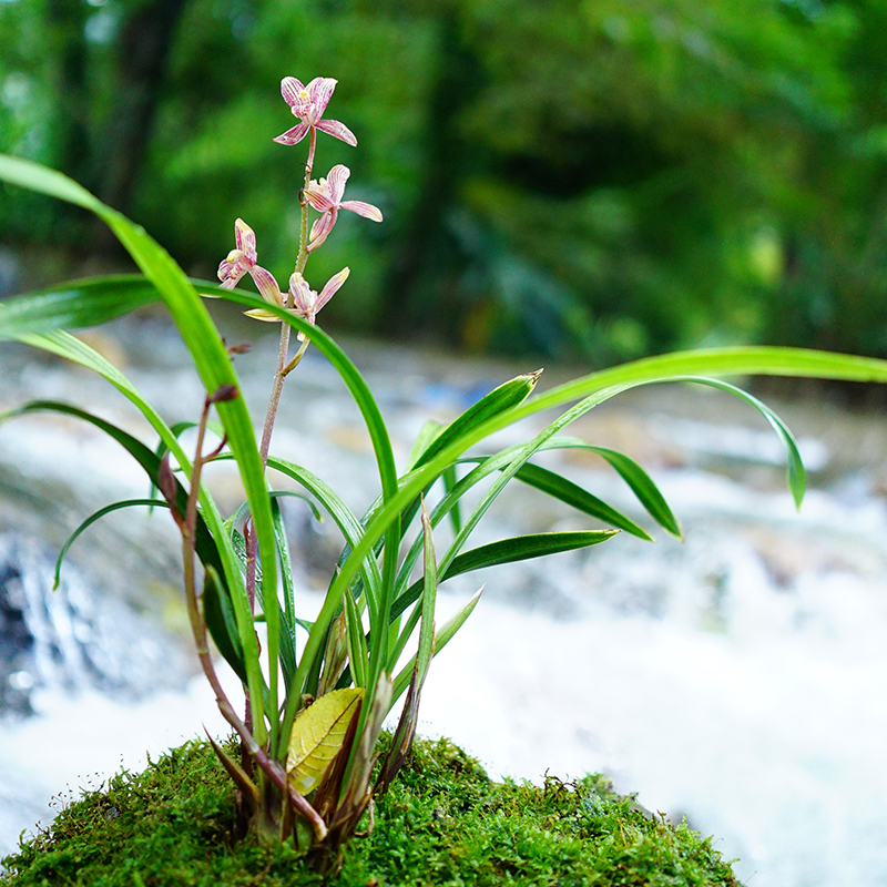 兰花保温用 保温专拍