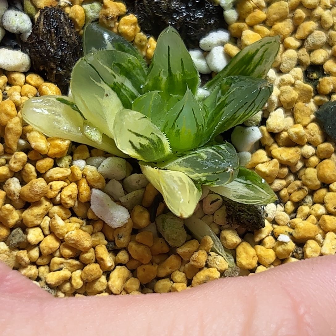 北极之光杂花水晶