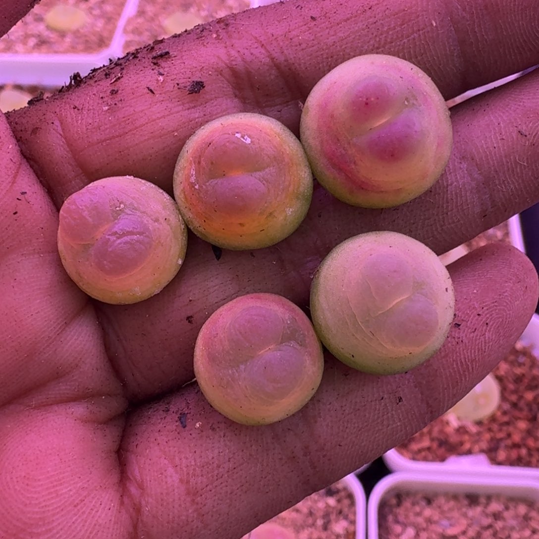 雪***夜12-22-120专拍拉登1473.18