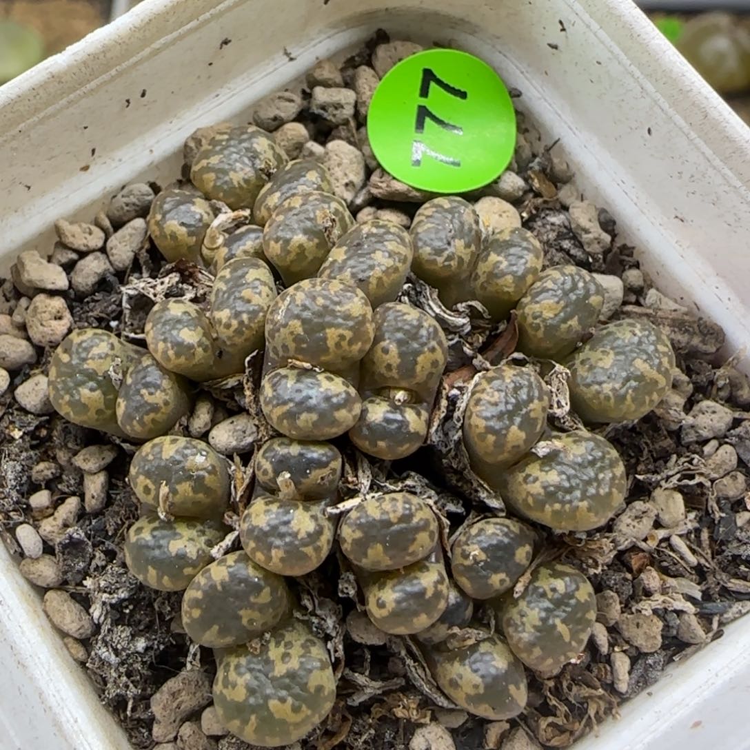 勋章群多肉植物777