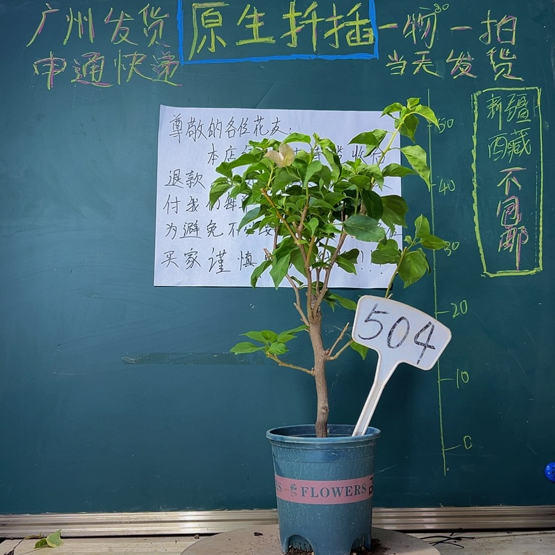 当前无花栽培后可以开花粗杆 暗斑丽人504