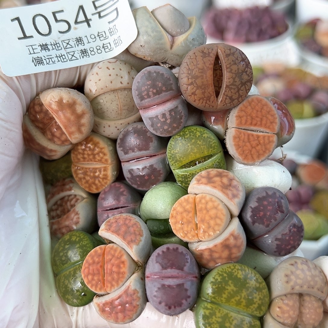 好养易活生石花大母本1054共20颗