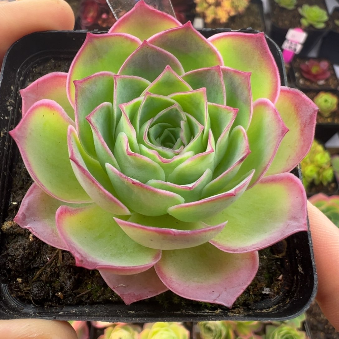 L36半城玫瑰魅影