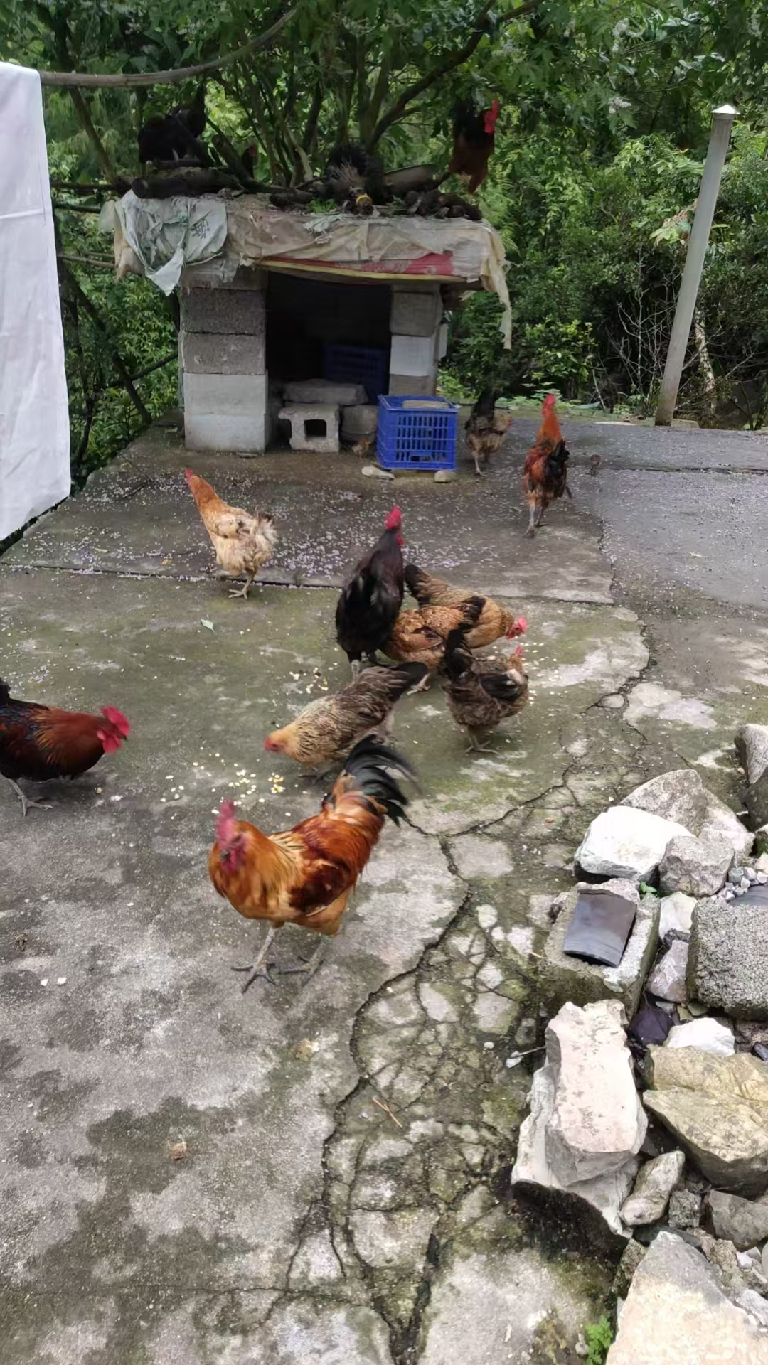 农村土鸡肉  顺丰包邮