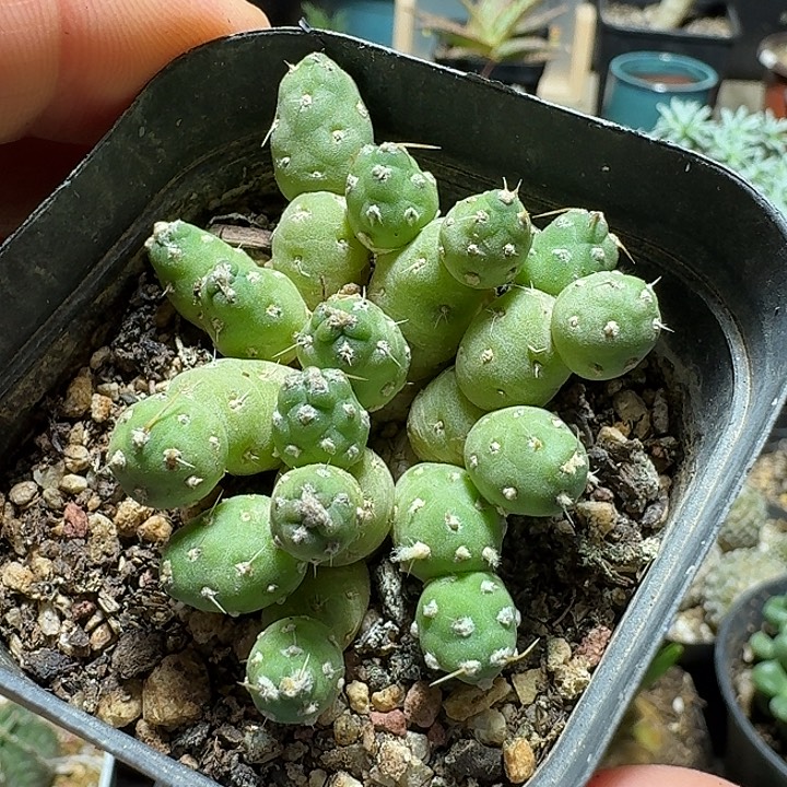 299罗西安娜脱土发货