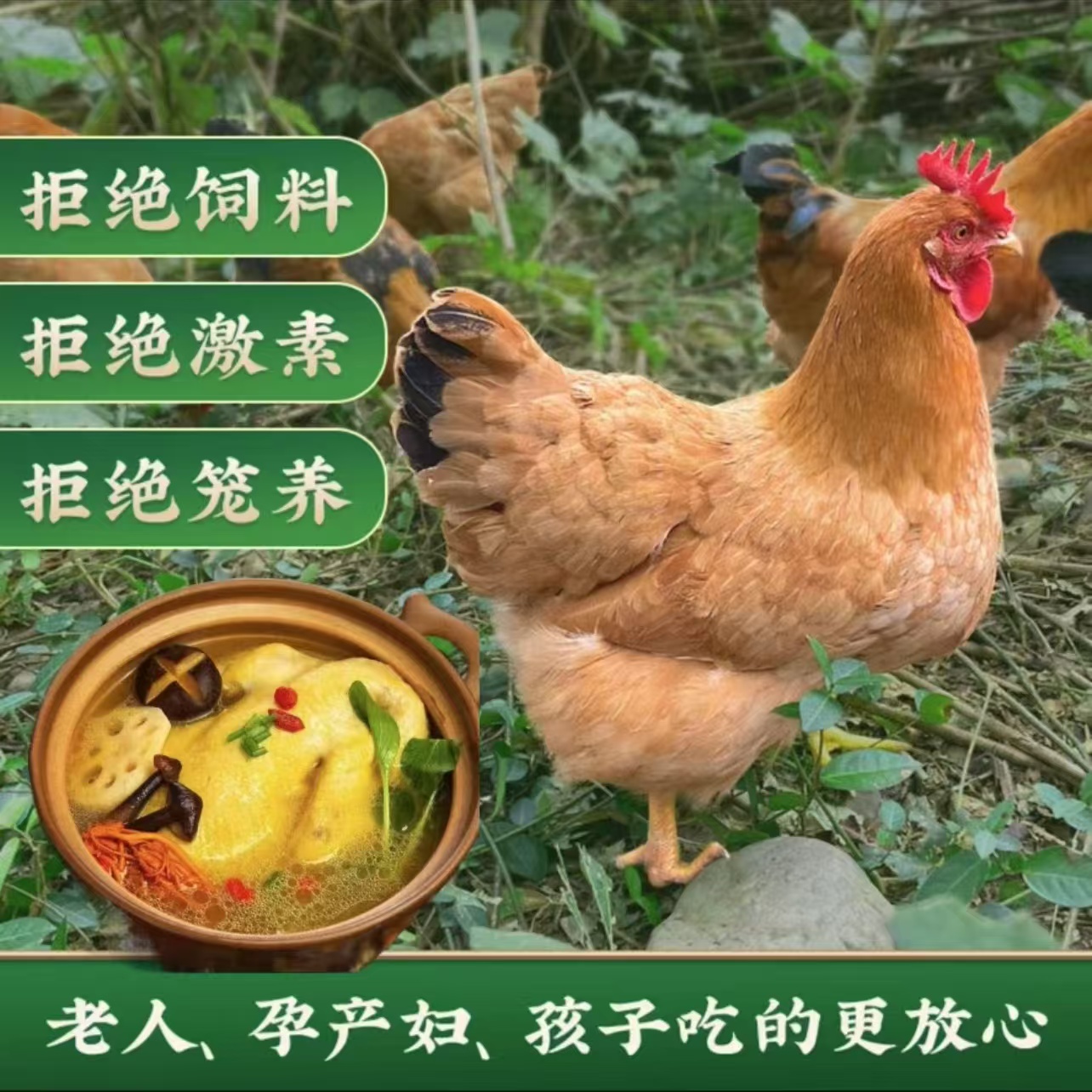 A精选三只高山散养老母鸡新鲜宰杀顺丰包邮